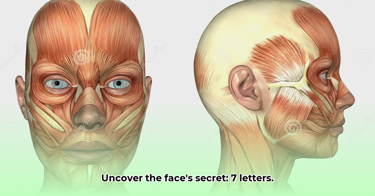 deel-van-het-gezicht-7-letters